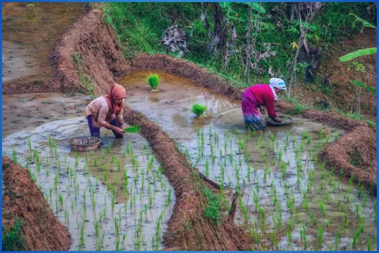mausam aur krshi par mausam ka prabhaav