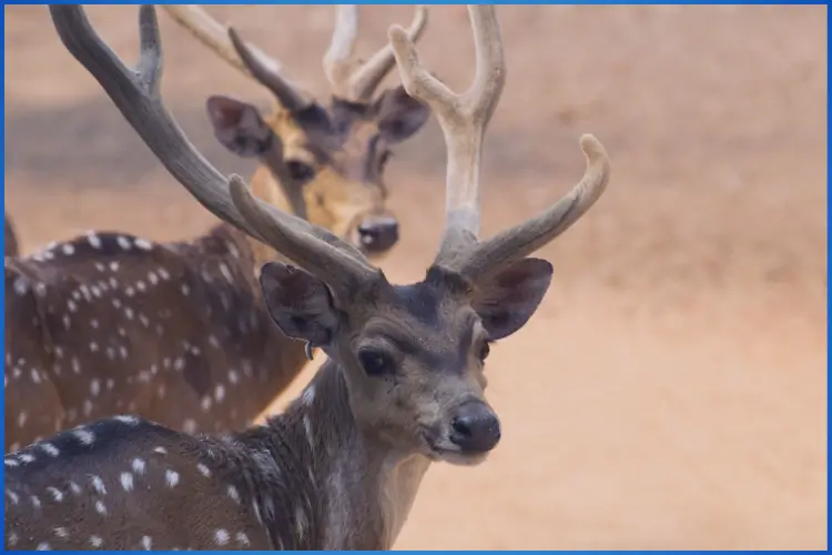 मौसम और वन्यजीवन में संबंध